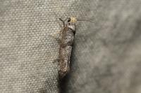 Paraswammerdamia albicapitella