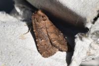 Rusina ferruginea