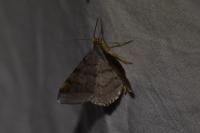 Macaria alternata