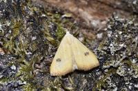 Rivula sericealis