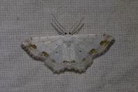 Scopula ornata
