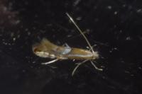Phyllonorycter