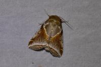 Habrosyne pyritoides