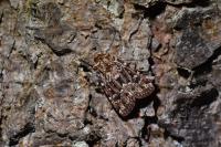 Lycophotia porphyrea