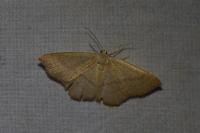 Cyclophora linearia