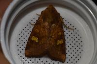 Amphipoea oculea