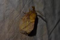 Euthrix potatoria