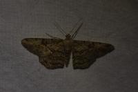 Peribatodes rhomboidaria rhomboidaria