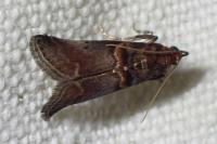 Acrobasis advenella