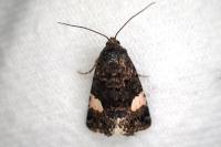 Tyta luctuosa