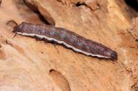 Actinotia polyodon