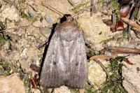 Amphipyra tragopoginis