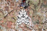 Lymantria monacha