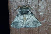 Thaumetopoea pityocampa