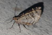 Ecliptopera silaceata
