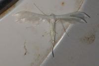 Pterophorus pentadactylus