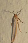 Manulea complana