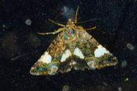 Tyta luctuosa