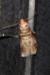 Acrobasis advenella