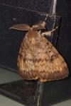 Lymantria dispar