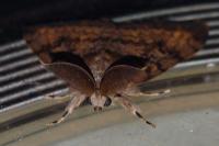 Lymantria dispar