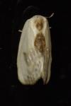 Cilix glaucata
