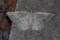 Stegania trimaculata