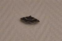 Dysgonia algira