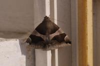Dysgonia algira