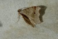 Macaria alternata