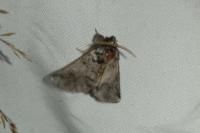 Thaumetopoea processionea