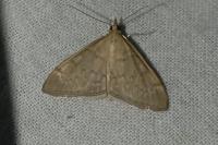 Anania fuscalis