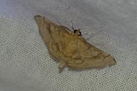 Anania verbascalis