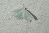 Jodis lactearia