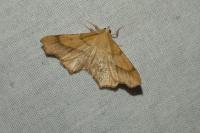 Ennomos fuscantaria