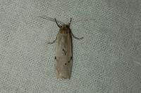 Pelosia muscerda