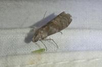 Phycita