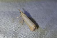 Agriphila straminella