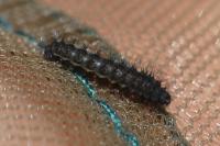 Saturnia pavonia