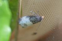 Notocelia cynosbatella