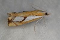 Catoptria pinella