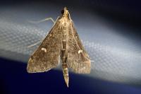 Dolicharthria punctalis