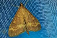 Ostrinia nubilalis