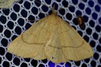 Paracolax tristalis