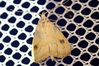 Rivula sericealis