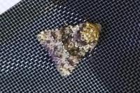 Hecatera dysodea