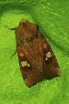 Amphipoea