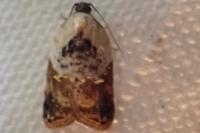 Acleris variegana