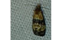 Phalonidia gilvicomana