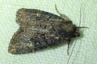 Mesapamea secalis/secalella